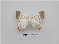 藏品(尺蛾326)的圖片